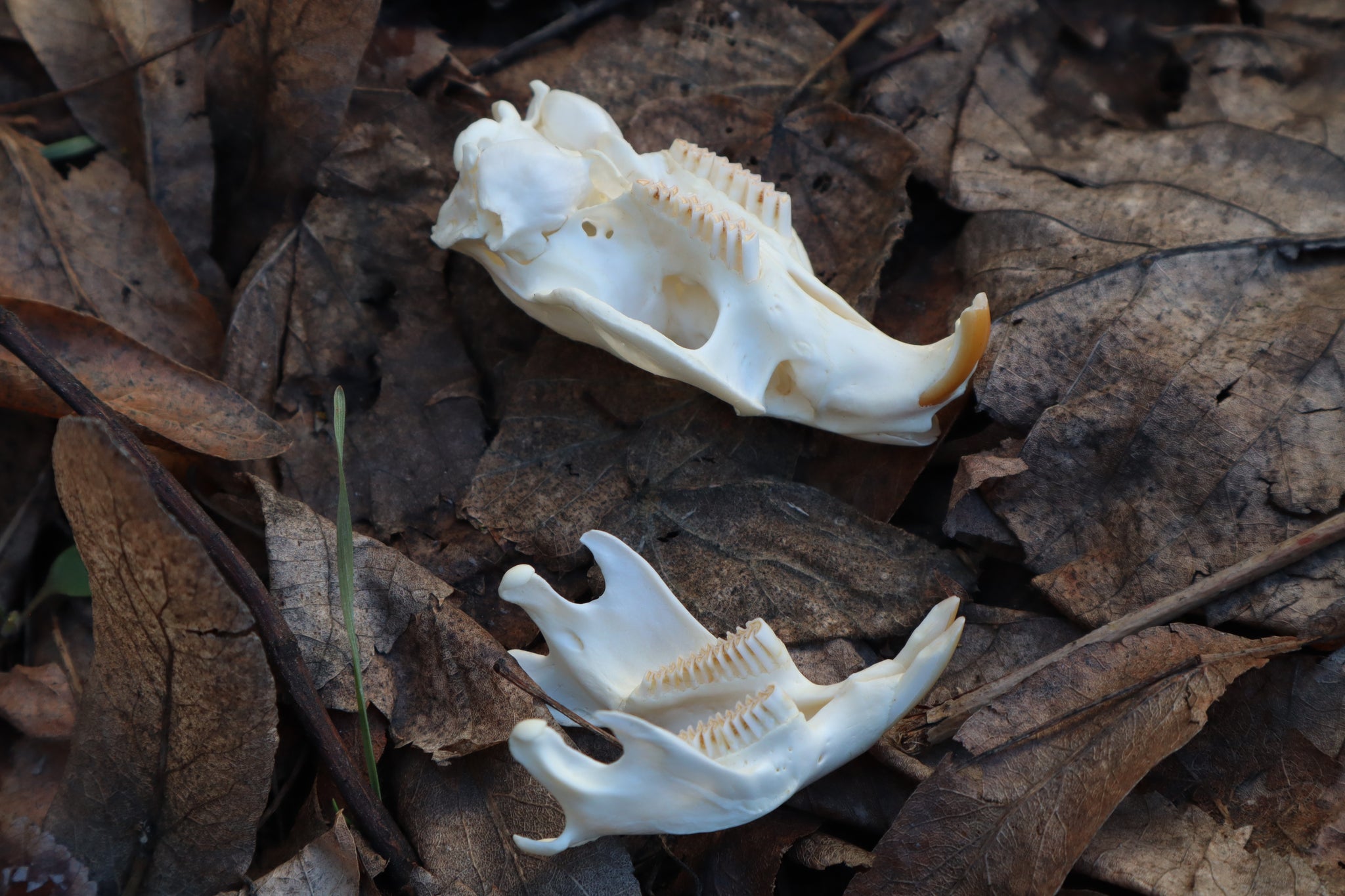 Muskrat Skull