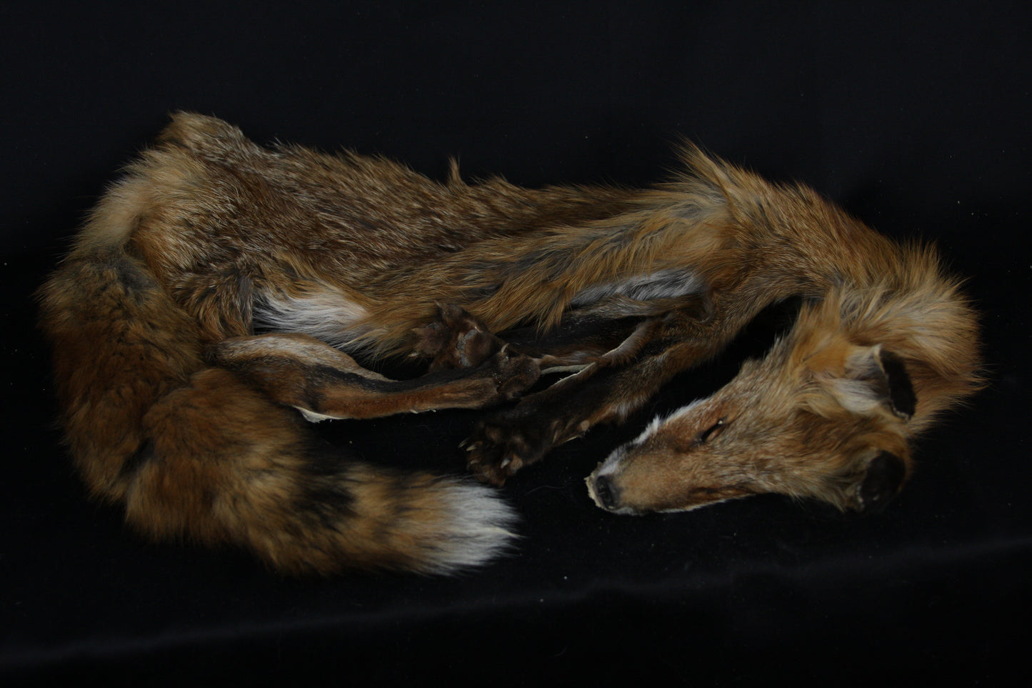 Lifesize Red Fox Wall Hanger