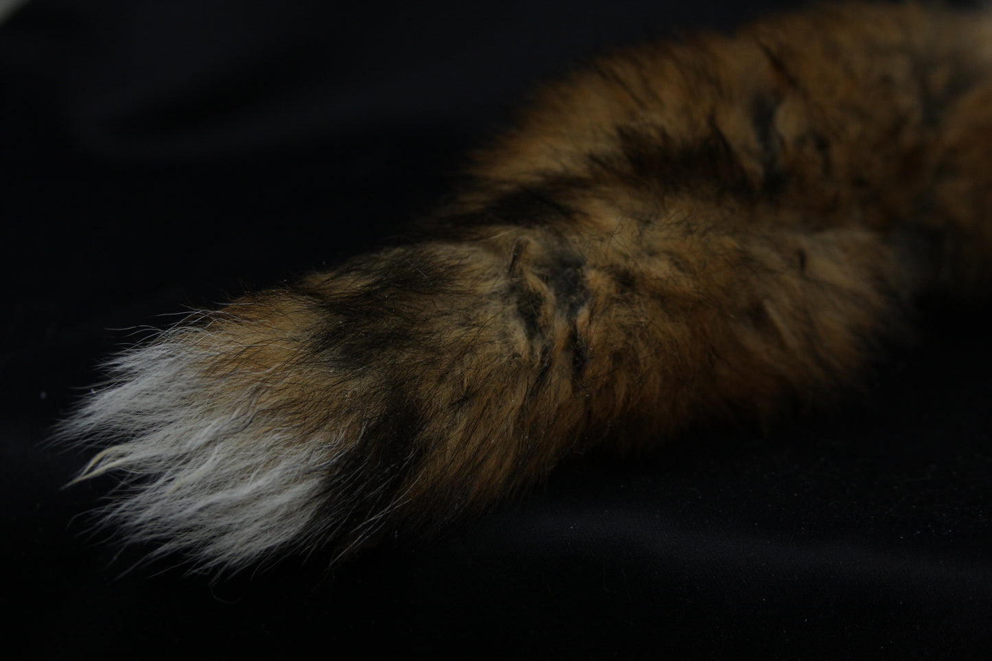 Lifesize Red Fox Wall Hanger