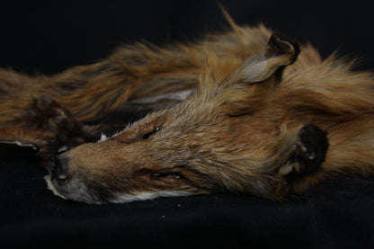 Lifesize Red Fox Wall Hanger
