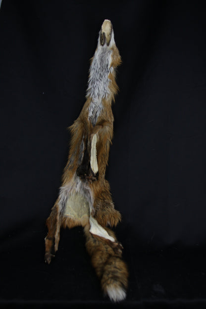 Lifesize Red Fox Wall Hanger
