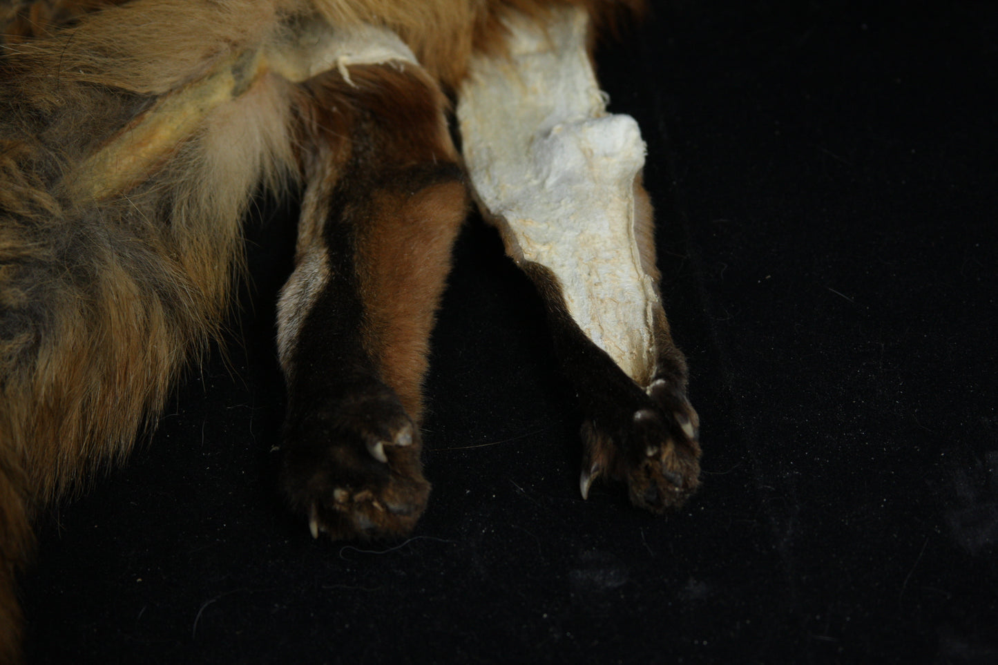 Lifesize Red Fox Wall Hanger