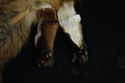 Lifesize Red Fox Wall Hanger