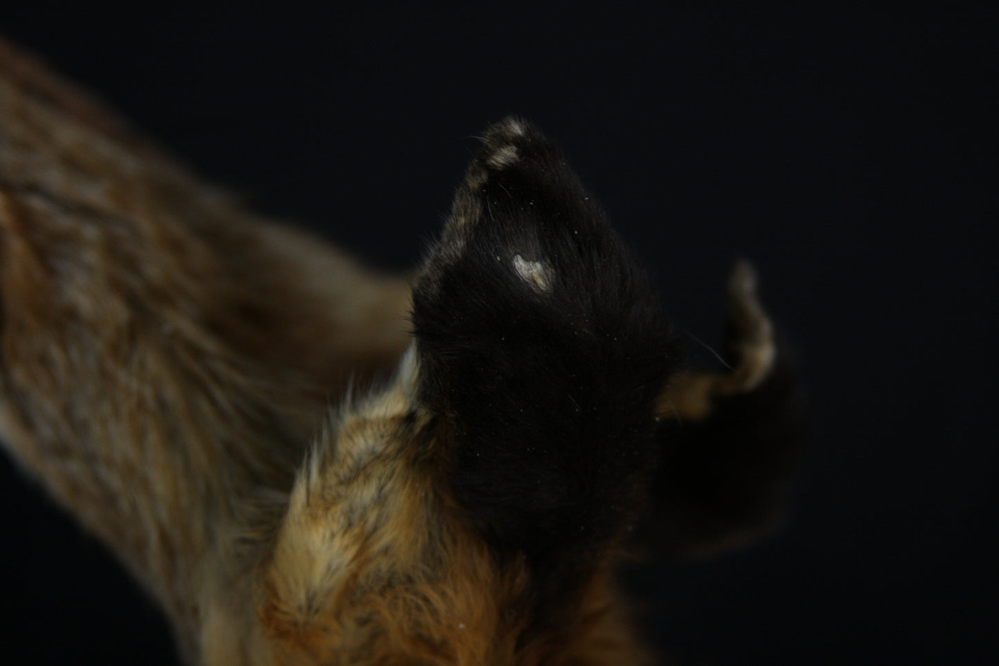 Lifesize Red Fox Wall Hanger