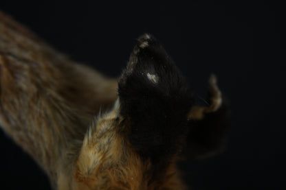 Lifesize Red Fox Wall Hanger