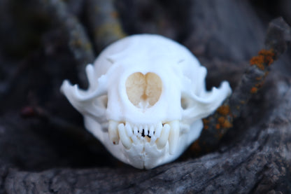 River Otter Skull