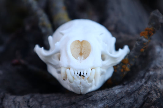 River Otter Skull