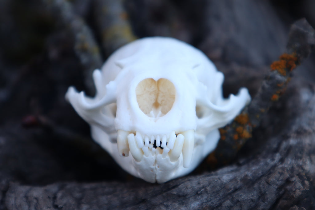 River Otter Skull