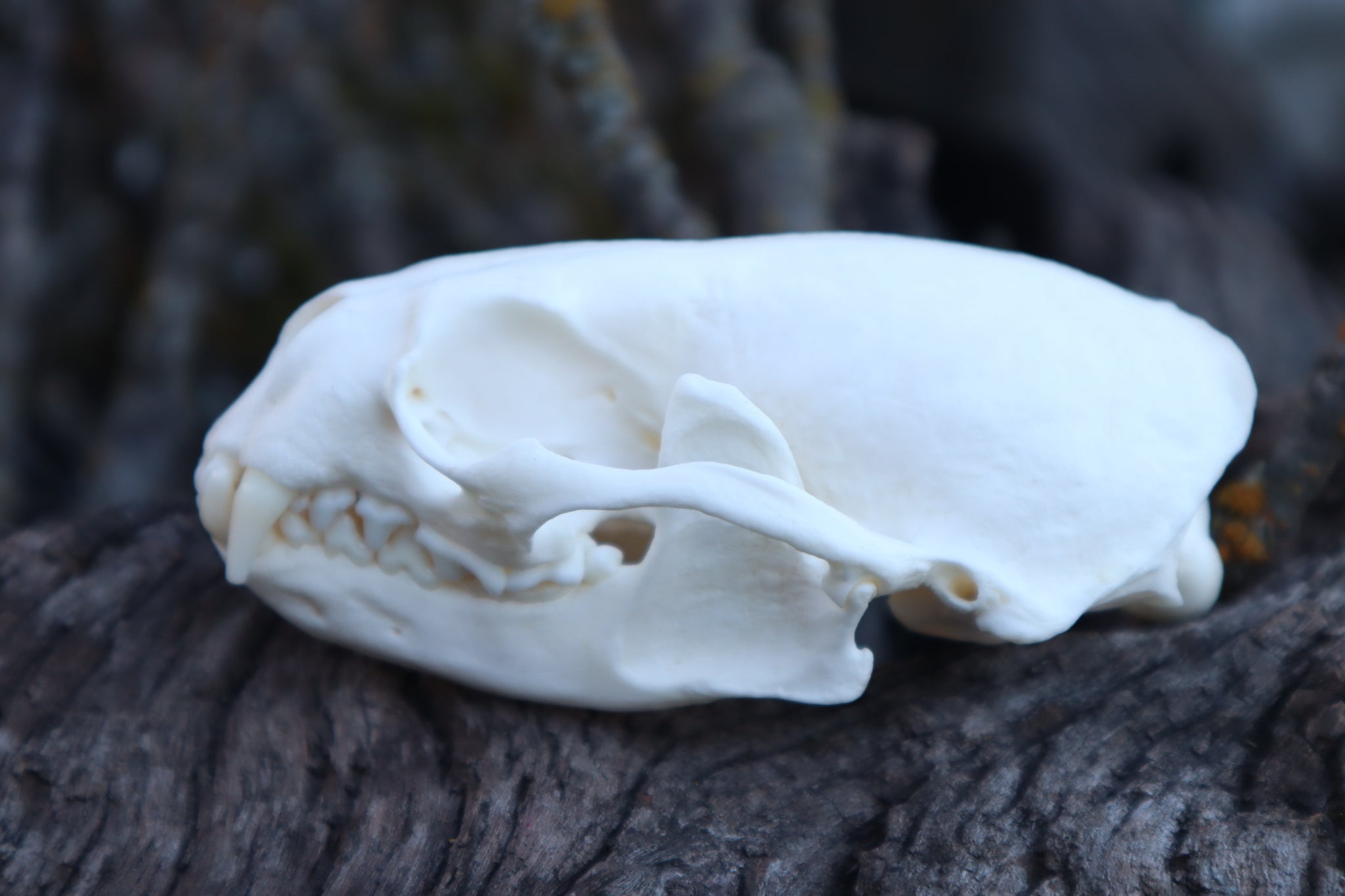 River Otter Skull