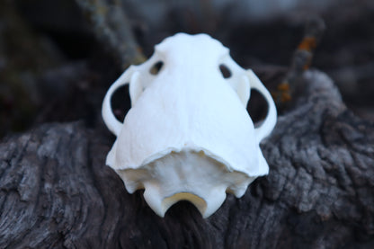 River Otter Skull