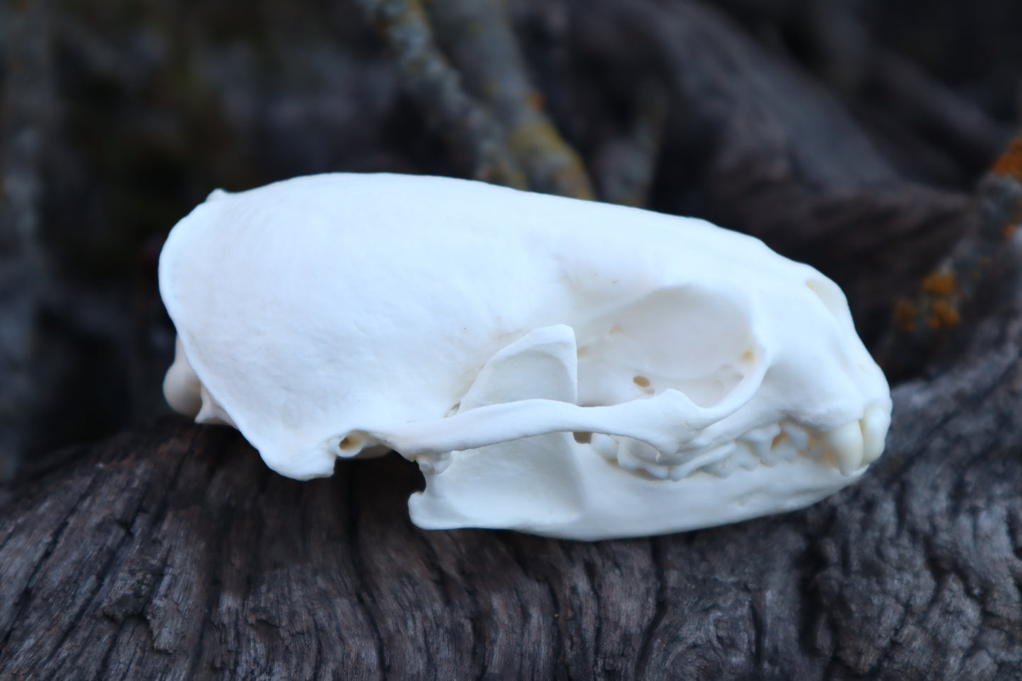 River Otter Skull