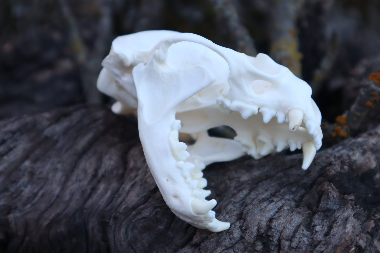 River Otter Skull