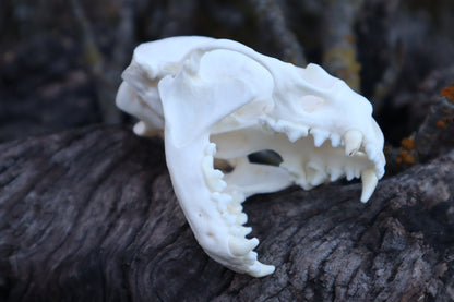 River Otter Skull