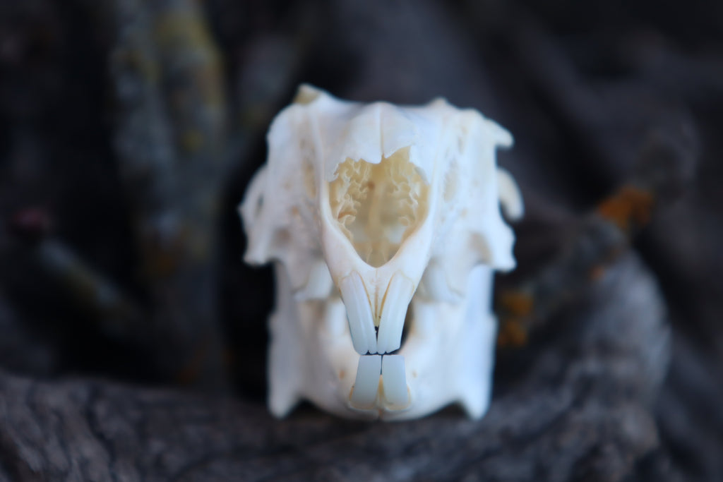 Craft Jack Rabbit Skull