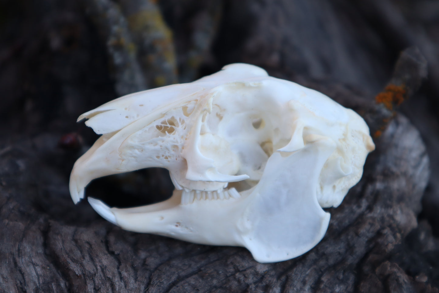 Craft Jack Rabbit Skull