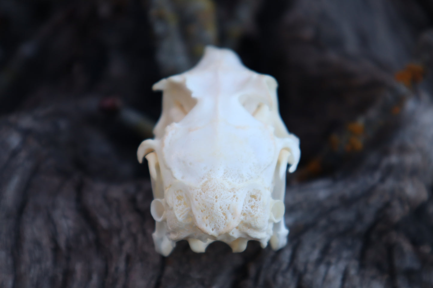 Craft Jack Rabbit Skull