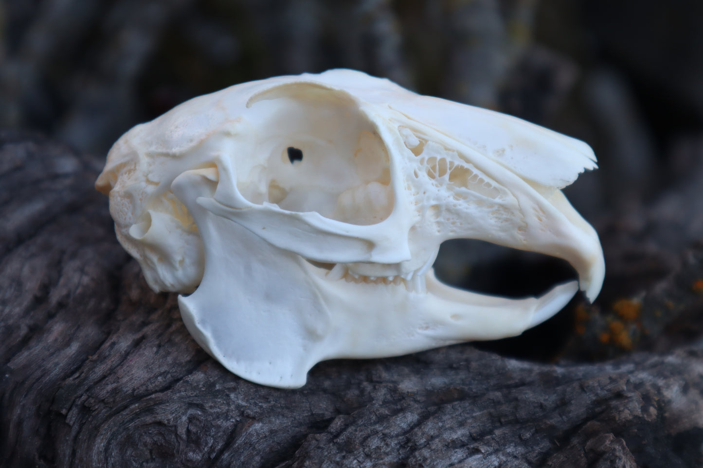 Craft Jack Rabbit Skull