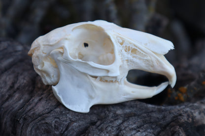 Craft Jack Rabbit Skull