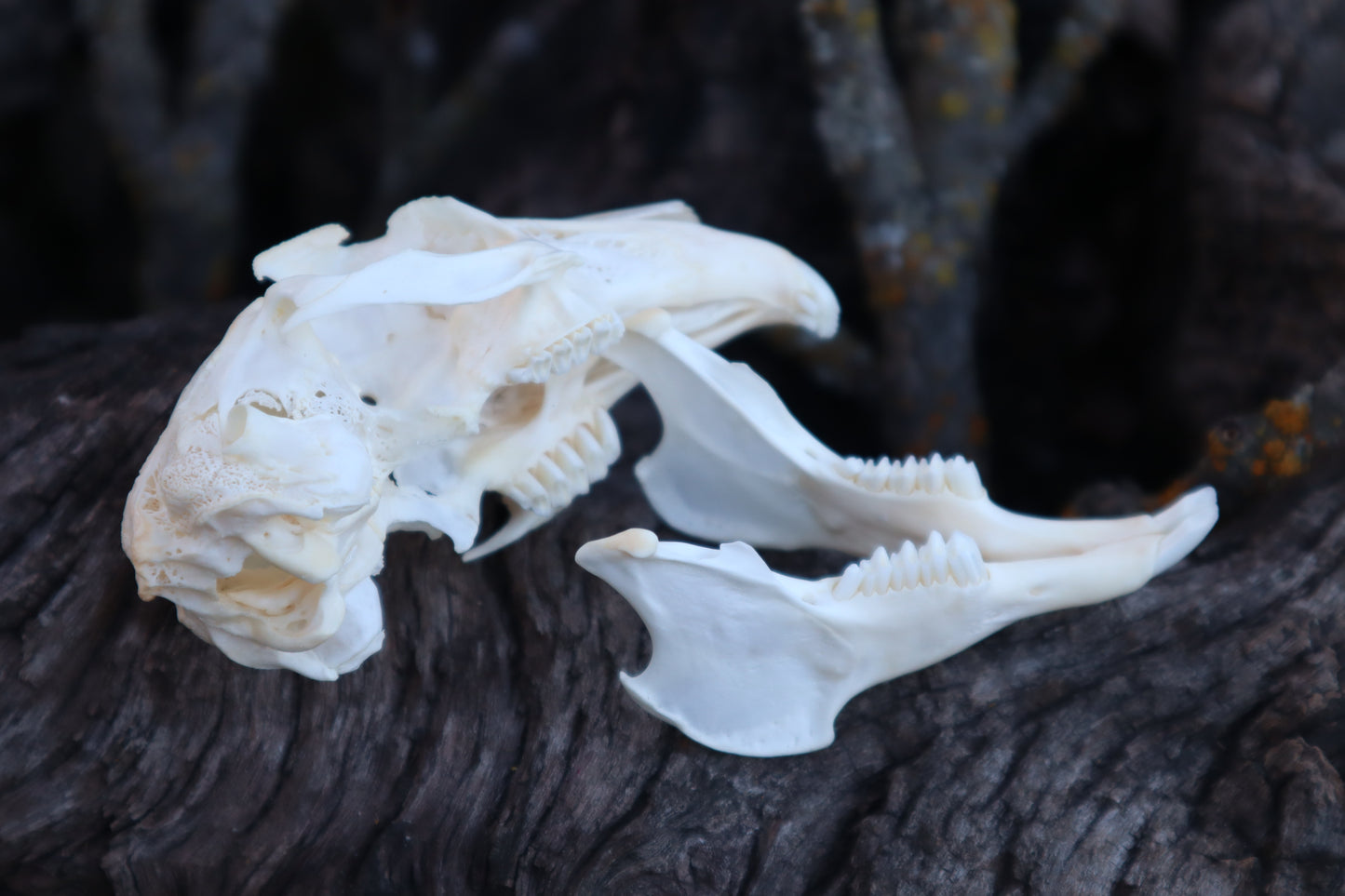 Craft Jack Rabbit Skull