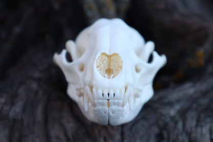 Raccoon Skull