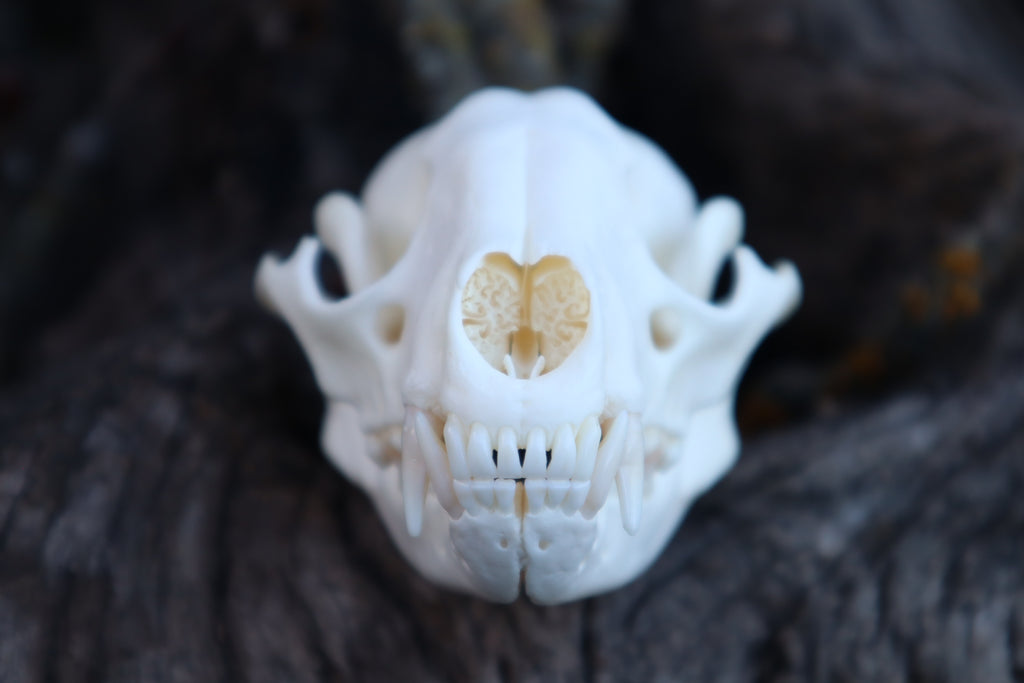 Raccoon Skull
