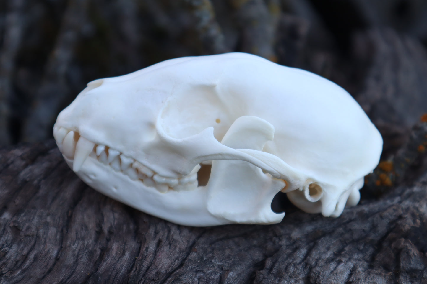 Raccoon Skull