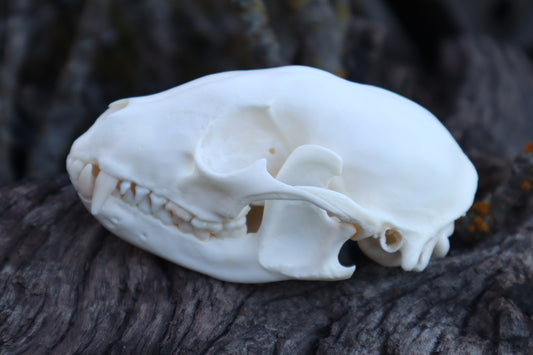 Raccoon Skull