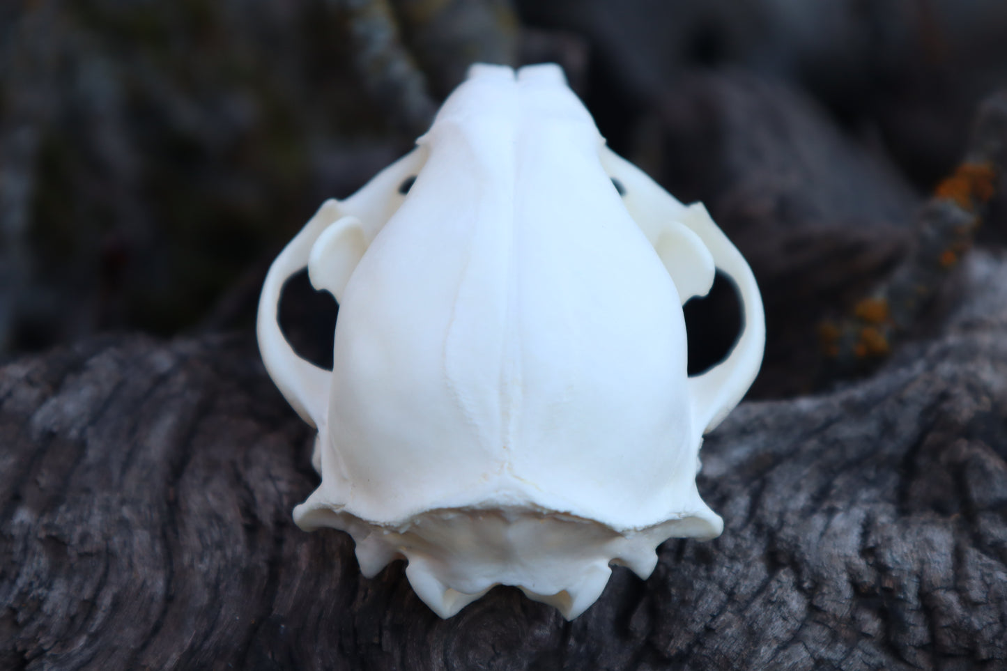 Raccoon Skull