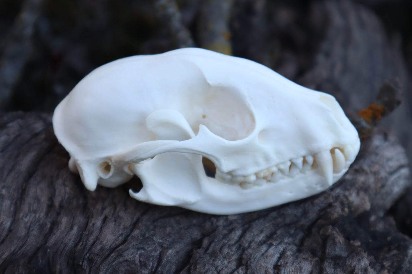 Raccoon Skull