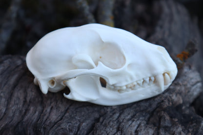Raccoon Skull