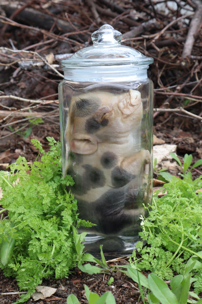 Piglet Wet Specimen