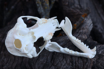 Raccoon Skull