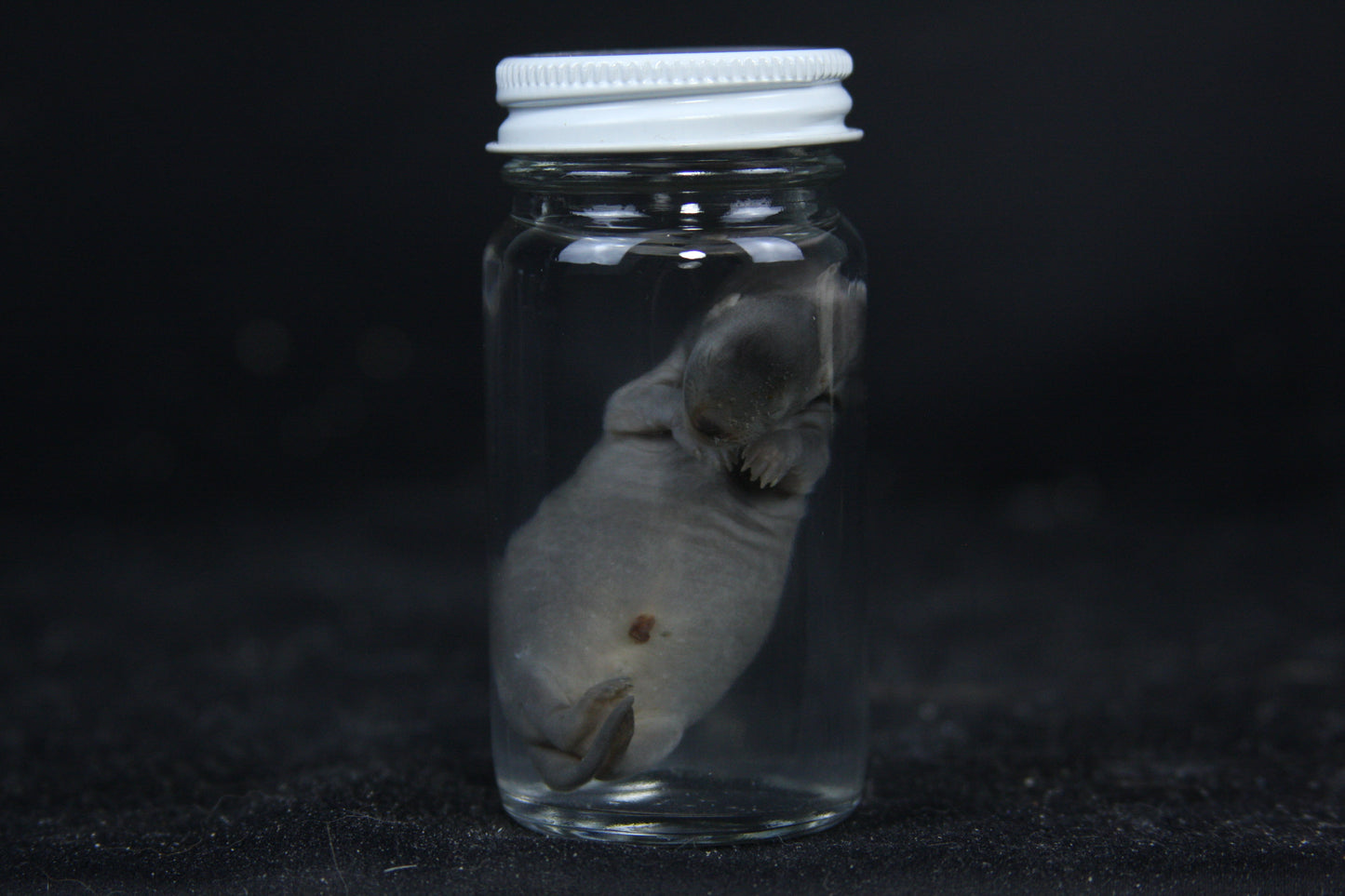 Small Kit Mink Wet Specimen