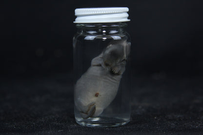 Small Kit Mink Wet Specimen