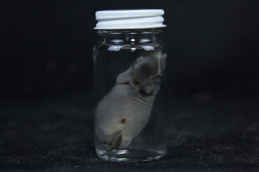 Small Kit Mink Wet Specimen