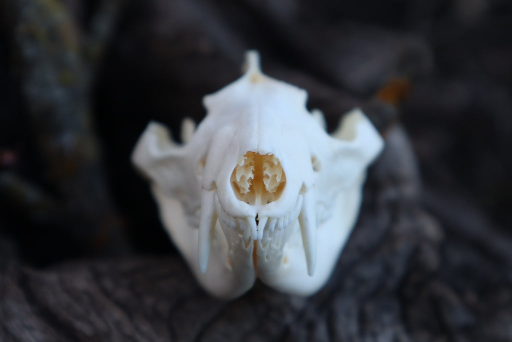 Opossum Skull