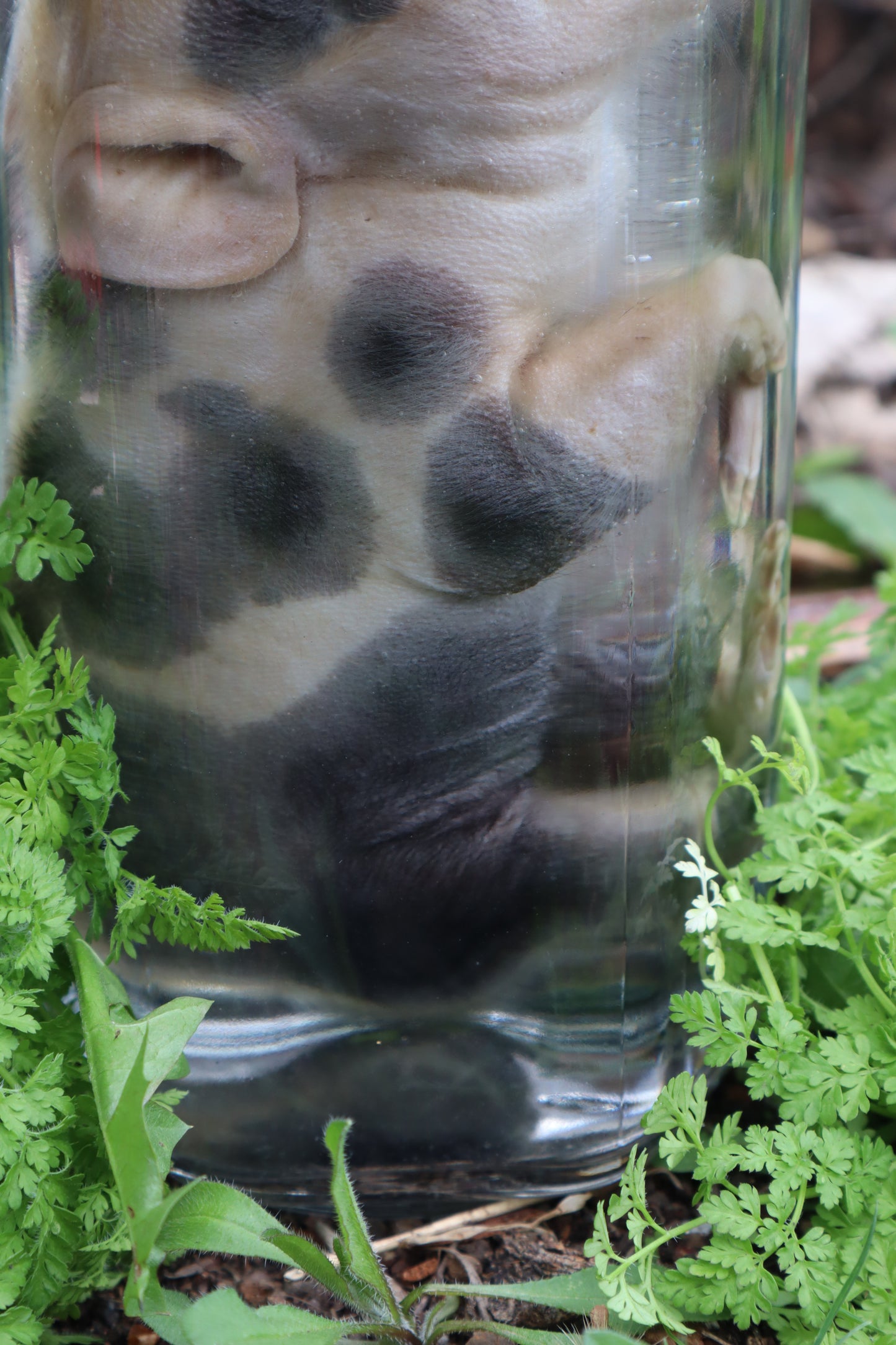 Piglet Wet Specimen