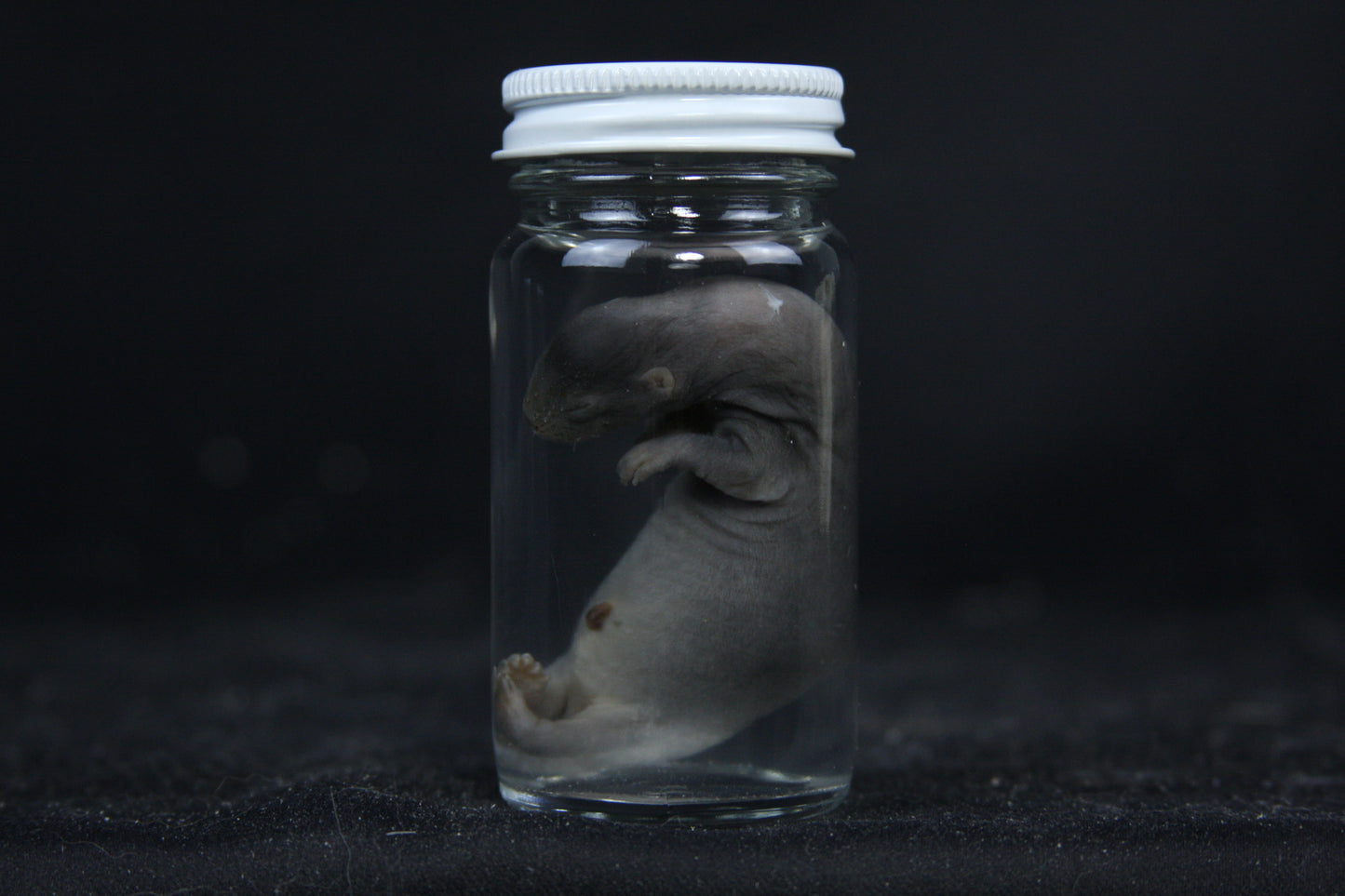 Small Kit Mink Wet Specimen