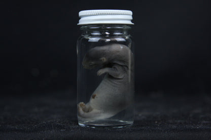 Small Kit Mink Wet Specimen