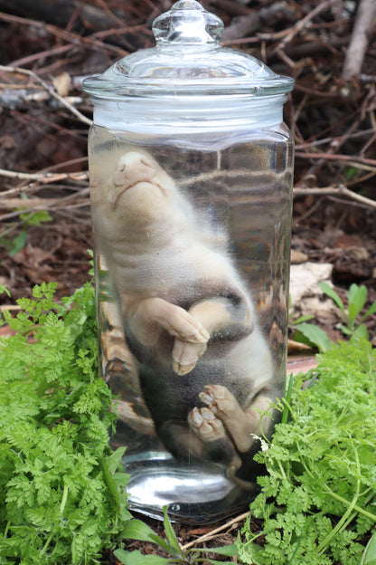 Piglet Wet Specimen