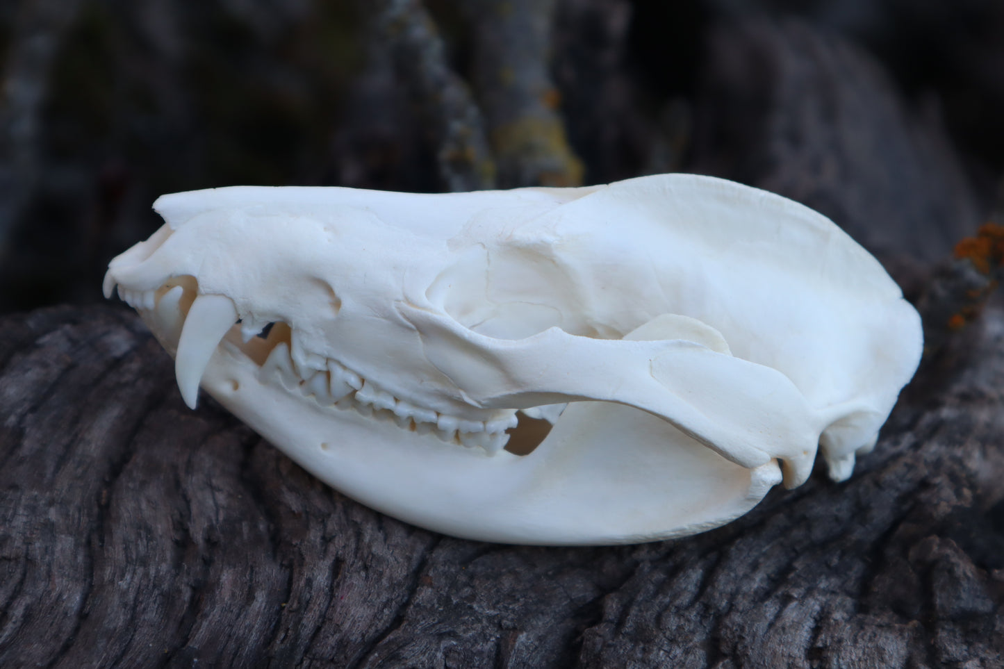 Opossum Skull