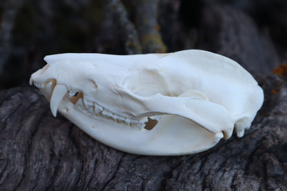 Opossum Skull