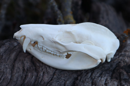 Opossum Skull