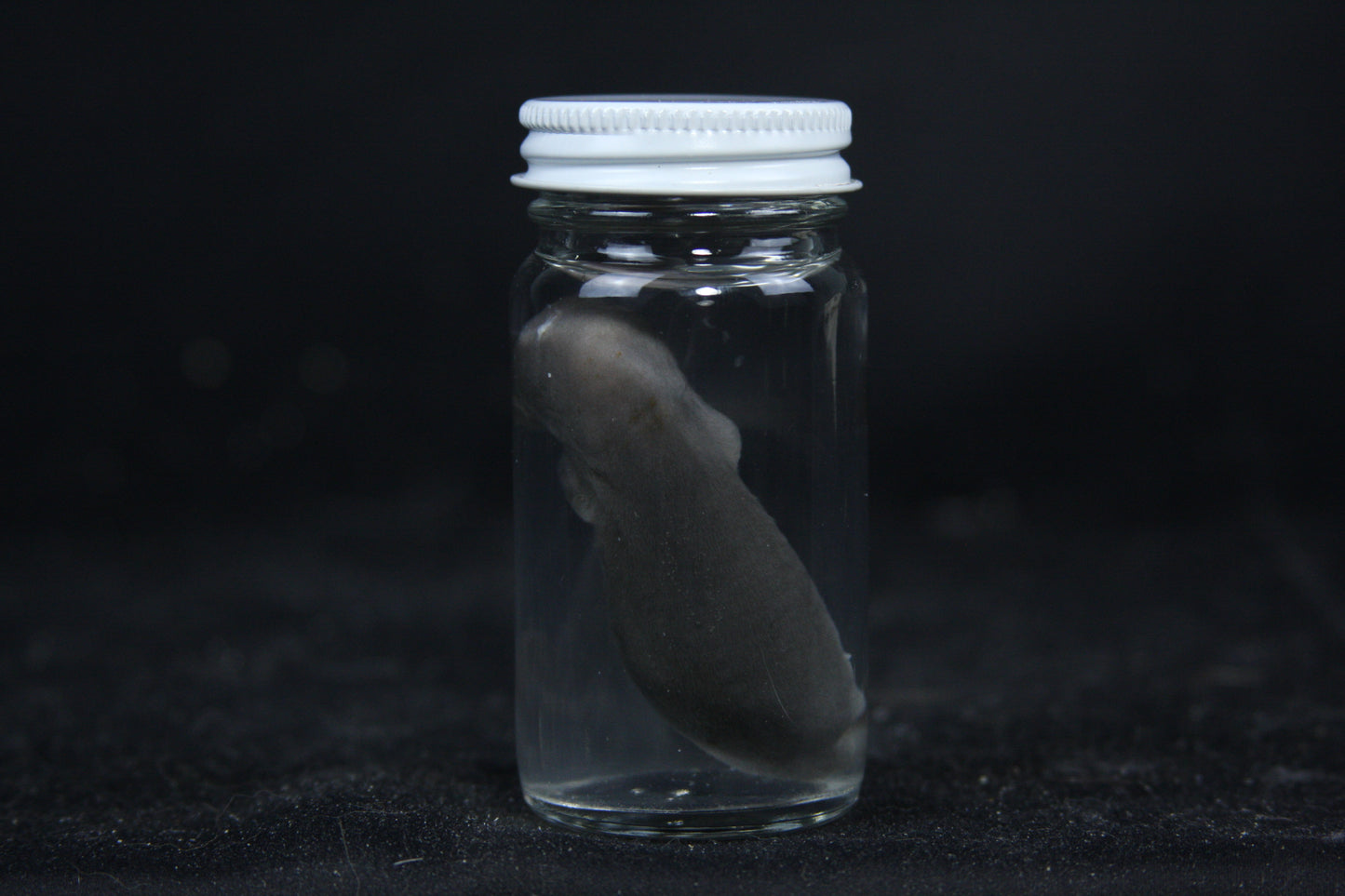 Small Kit Mink Wet Specimen