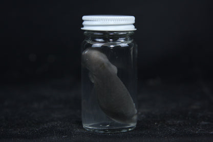 Small Kit Mink Wet Specimen