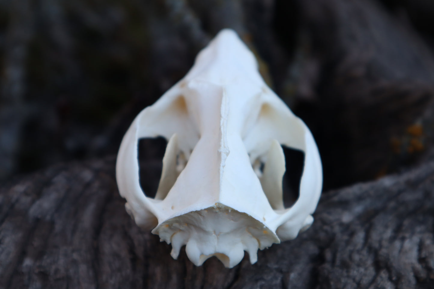 Opossum Skull