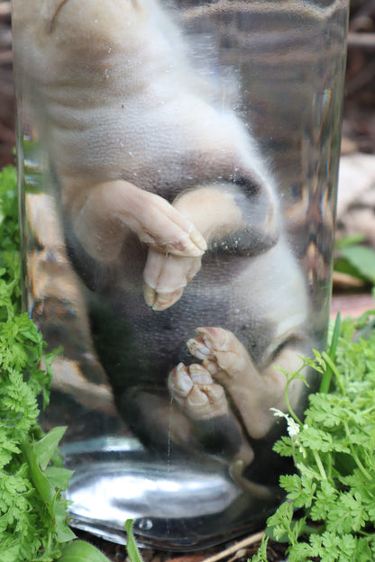 Piglet Wet Specimen
