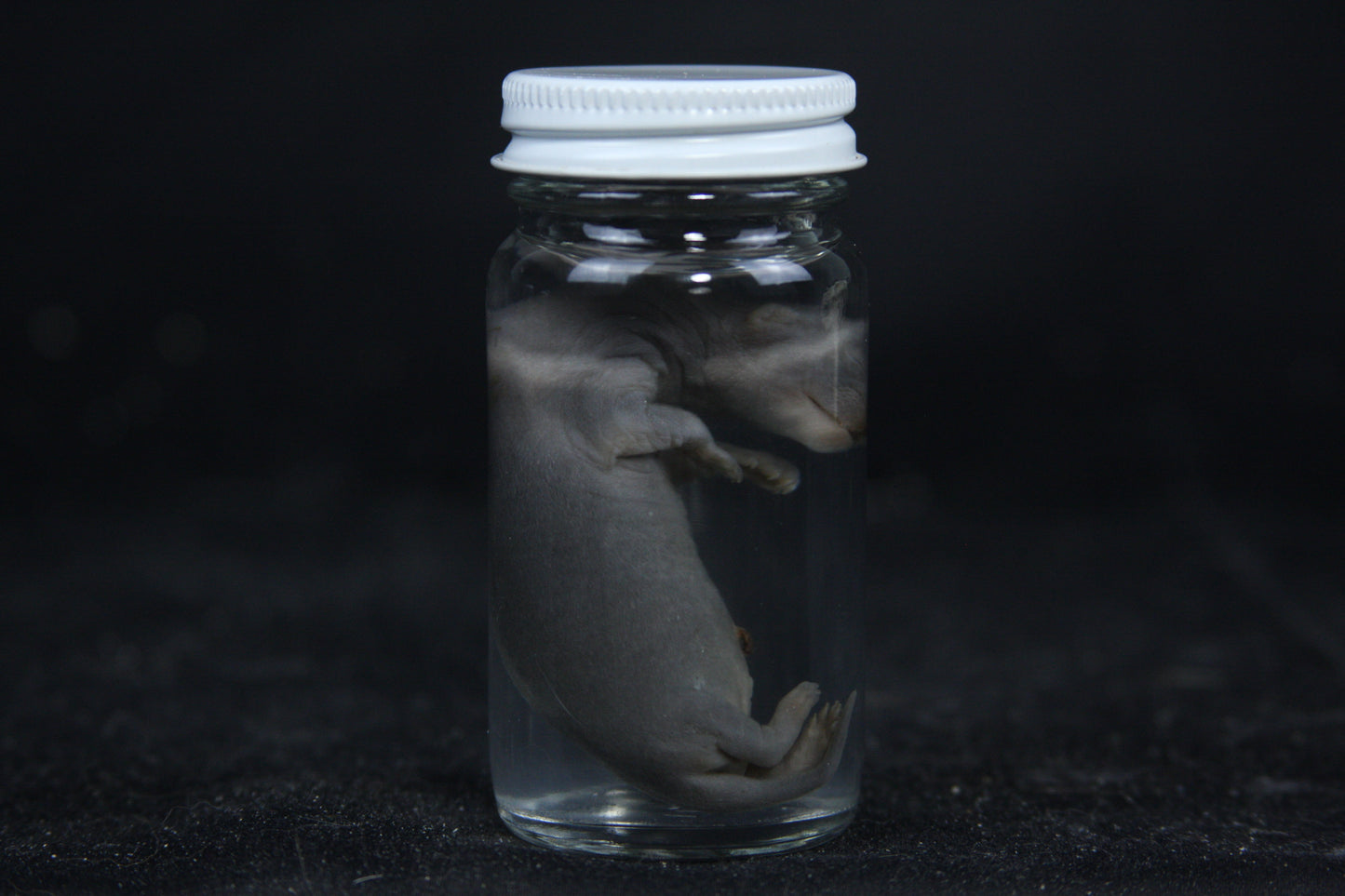 Small Kit Mink Wet Specimen