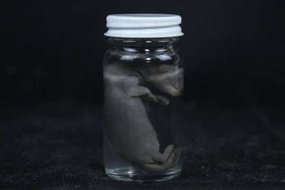 Small Kit Mink Wet Specimen