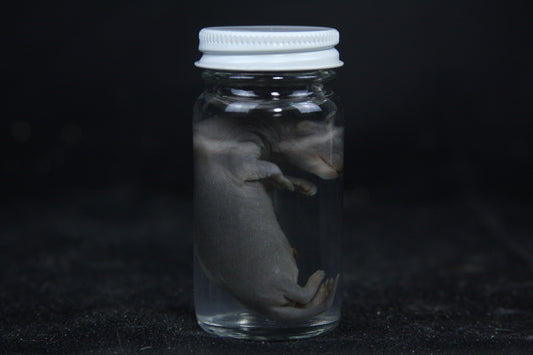 Small Kit Mink Wet Specimen